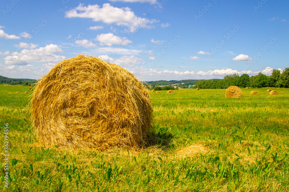 Agricultural field with harvested hay and stacks in summer