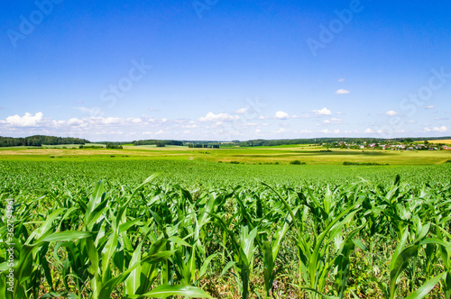 Billede på lærred Corn green flowering field with foliage in a rural landscape