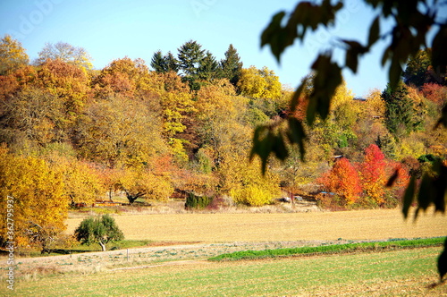 Laubwald in phantastischen Herbstfarben mit Felder im Vordergrund photo