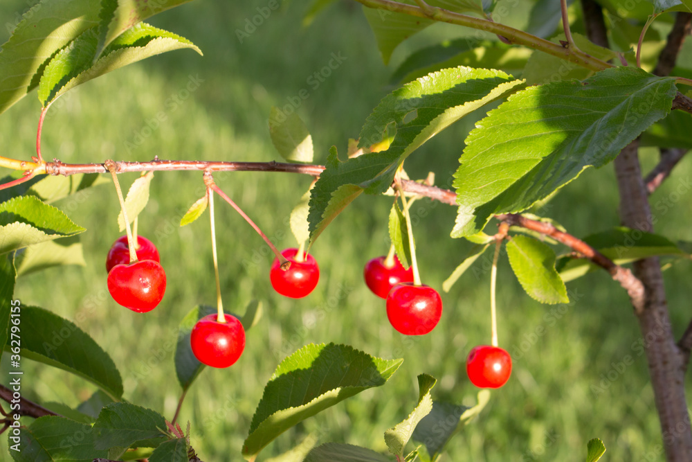 Ripe red cherries in the garden, close-up