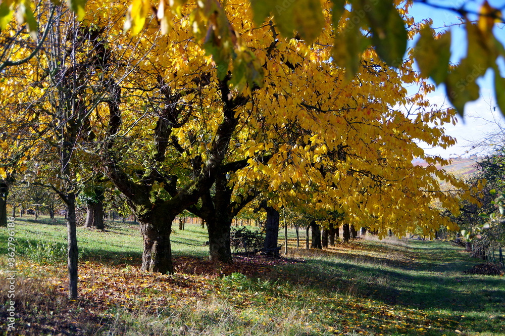 Obstbäume in einer Reihe mit goldgelbem Herbstlaub auf grüner Wiese