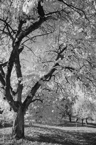 Obstbaumwiese mit Herbstlaub in vollem Sonnenlicht in schwarz-weiß