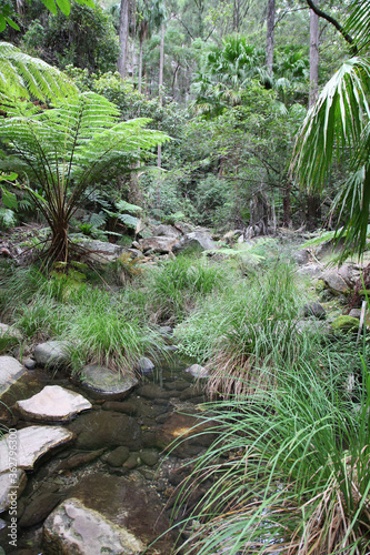 Carnarvon Gorge, Queensland, Australia. Featuring trees, creeks, rocks and walking trails