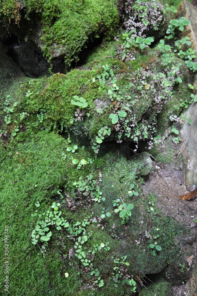 Carnarvon Gorge, Queensland, Australia. Featuring trees, creeks, rocks and walking trails Carnarvon Gorge, Queensland, Australia. Featuring trees, creeks, rocks and walking trails