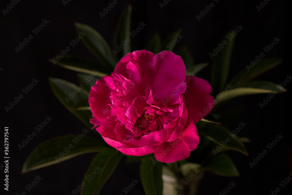 Blooming peony on a black background