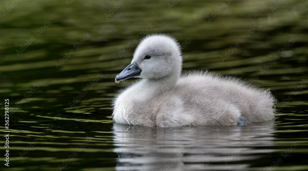 Mute Swan Cygnet Mute Swan Cygnet