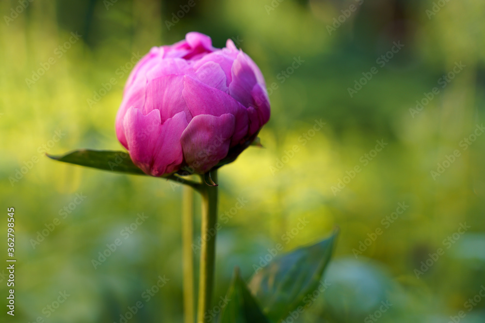 Bud of pion flower with green leaves on green blurry background . High quality photo