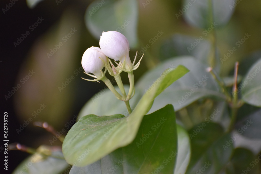 Nature, Plants, Flowers, Greenery, Sky, Sun, Freedom Nature, Plants, Flowers, Greenery, Sky, Sun, Freedom