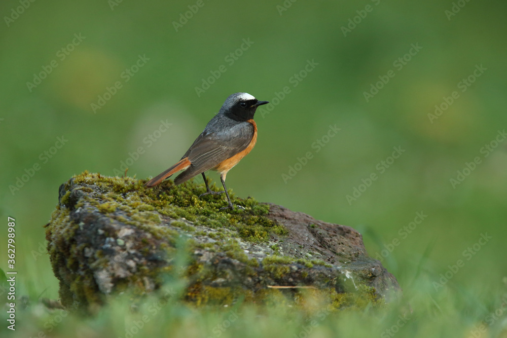 Common redstart male with the last lights of the evening Common redstart male with the last lights of the evening