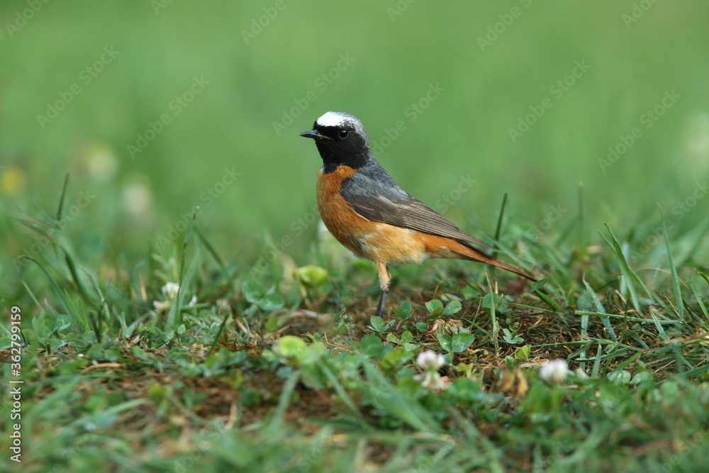 Common redstart male with the last lights of the evening Common redstart male with the last lights of the evening