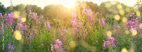 nature background with purple wild flowers. blossom lilac flowers Ivan-tea, kiprei or epilobium. herbal tea on meadow. summer time. banner photo