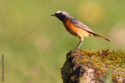 Common redstart male with the last lights of the evening
