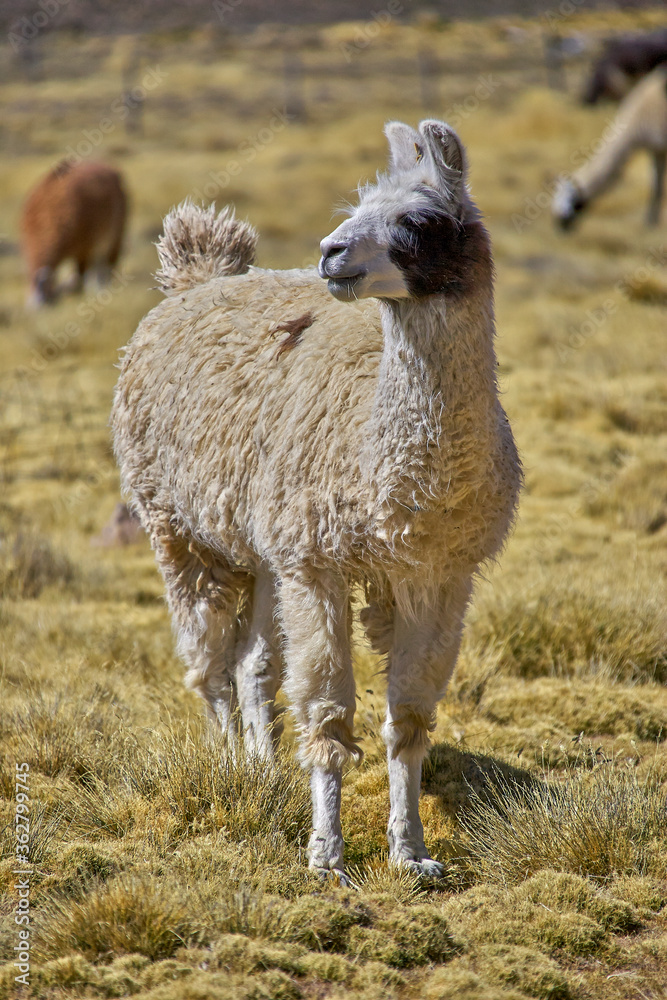 Obraz premium Beautiful white flame in a yellow grass landscape in Peru