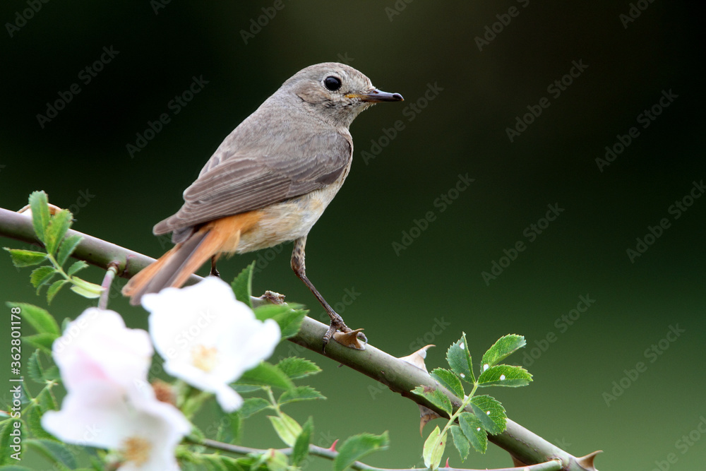 Female of Common redstart, Phoenicurus phoenicurus Female of Common redstart, Phoenicurus phoenicurus