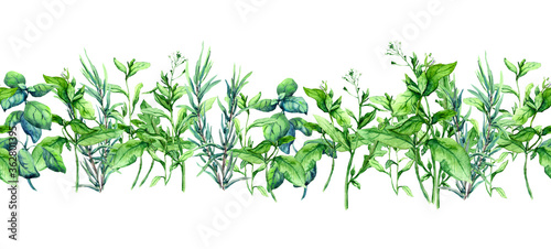 Green grass, fresh leaves, summer herbs. Floral spring border. Watercolor frame © zzorik