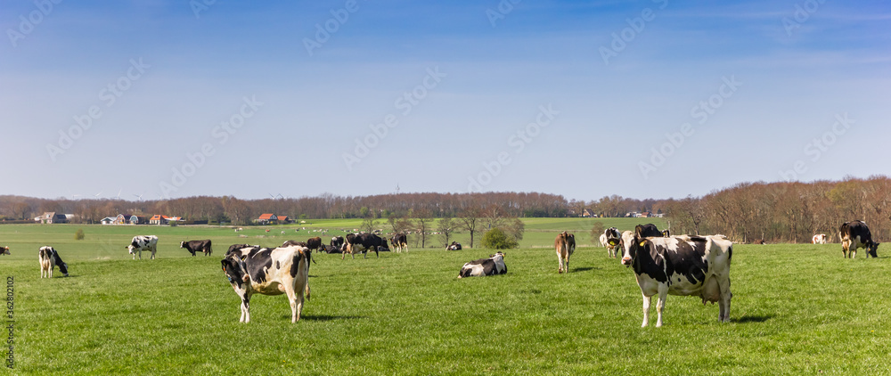 Panorama of Black and white holstein cows in Friesland, Netherlands