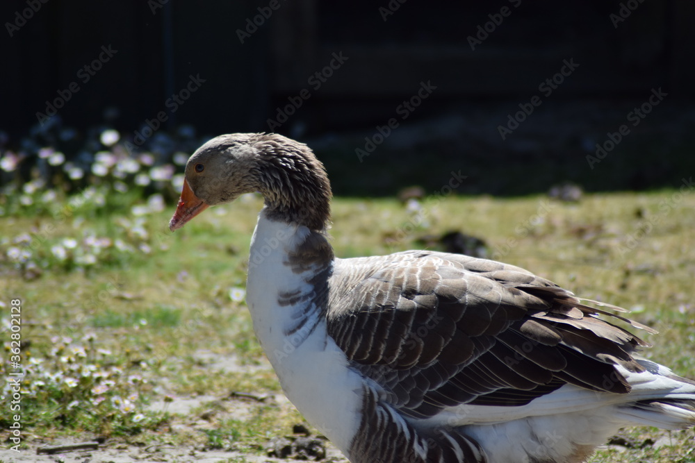 Goose in the summer time outside on the farm eating looking grey and white Goose in the summer time outside on the farm eating looking grey and white