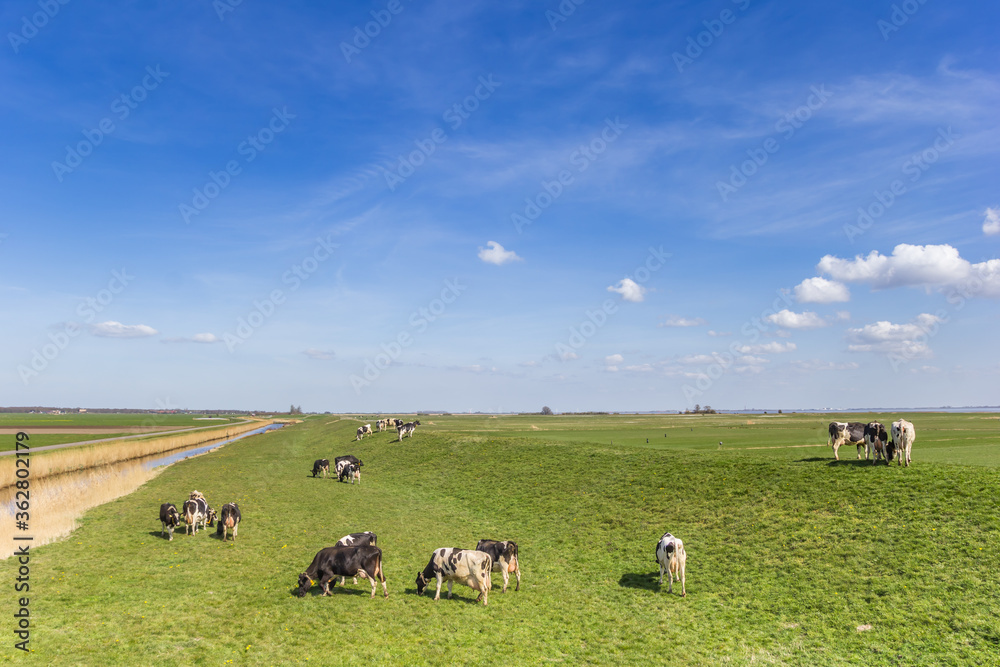 Cows on the dike at the IJsselmeer in Gaasterland, Netherlands Cows on the dike at the IJsselmeer in Gaasterland, Netherlands