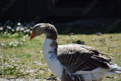 Goose in the summer time outside on the farm eating looking grey and white