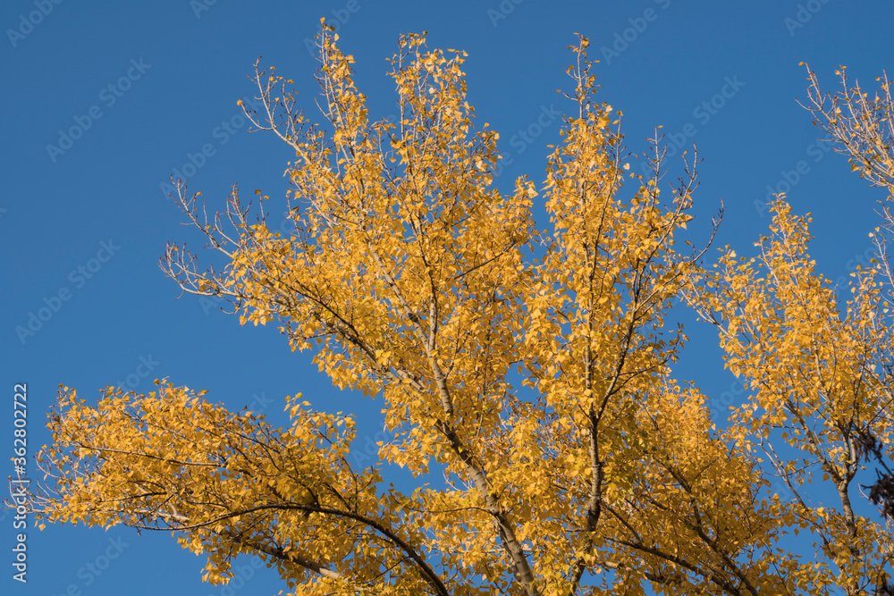 Autumn leaves with blue sky background