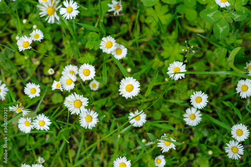Fototapeta premium Little white daisies on a green background.