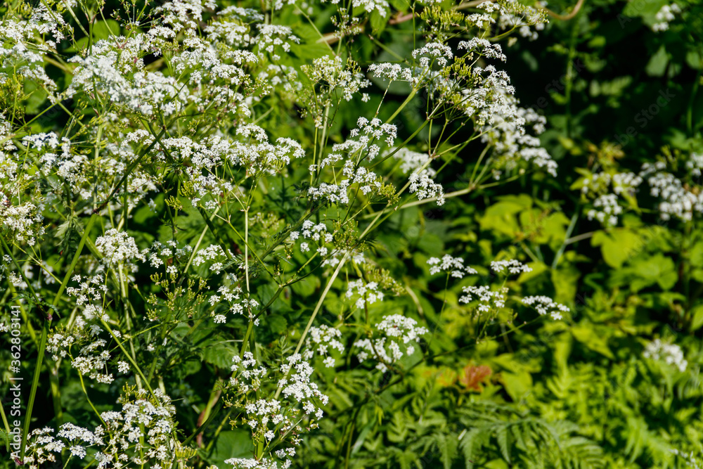 Water hemlock (Conium maculatum) flowers Water hemlock (Conium maculatum) flowers