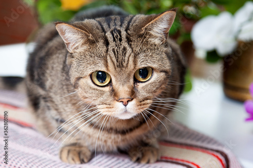 Canvas Print british cat lies on the windowsill