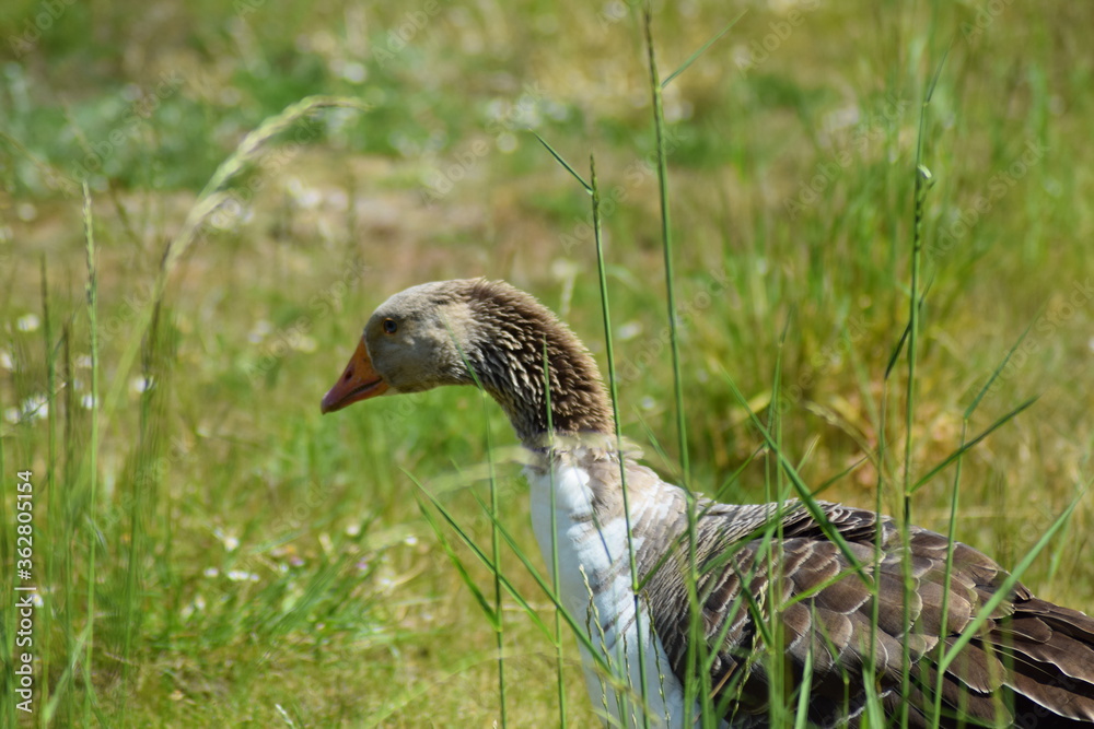 Fototapeta premium goose in the summer time on grass with flowers