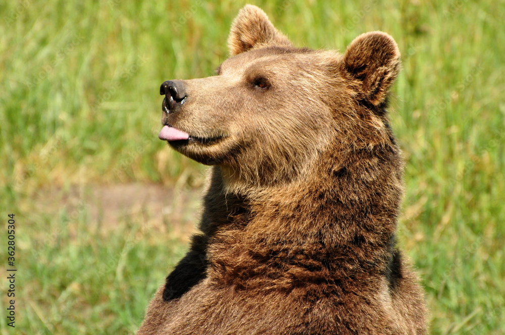 Fototapeta premium Brown bear in the woods