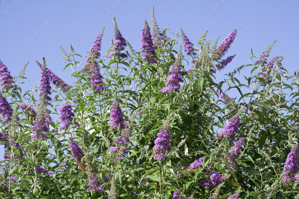 Obraz premium Lilas d'été