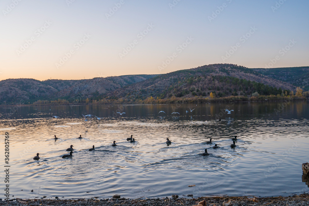 Naklejka premium The lake and waterfowl in the dusk