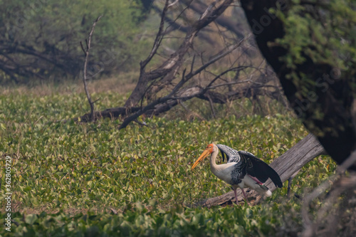 A painted stork  also known as mycteria leucocephala standing with its wings open at Bharatpur bird Sanctuary in Rajasthan India  photo