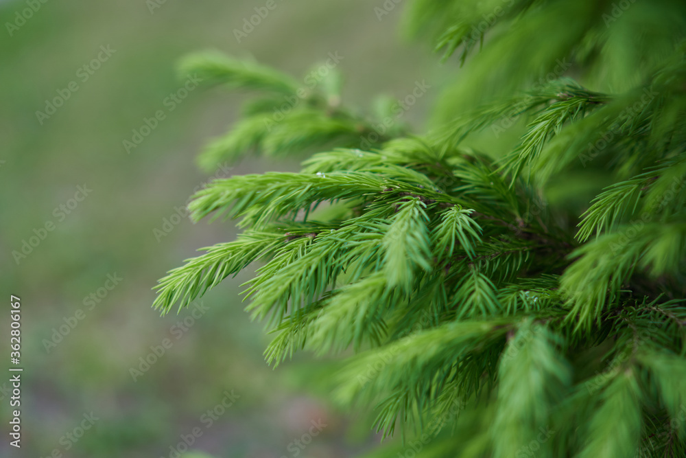 Background of Christmas tree branches. Branches closeup view. Green Christmas tree branches Background of Christmas tree branches. Branches closeup view. Green Christmas tree branches