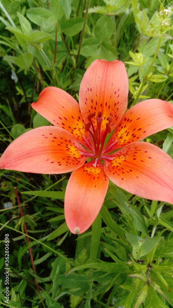 orange tiger lily orange tiger lily