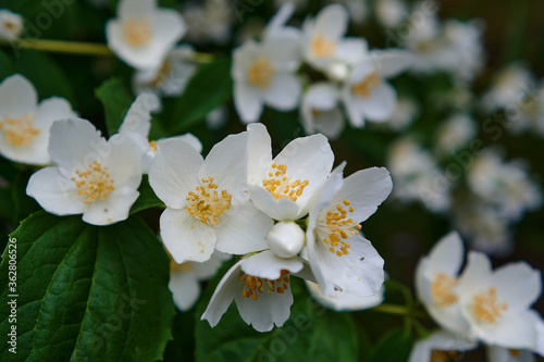 white summer flowers tender romantic floral background. White flower in gaden. White flowers background
