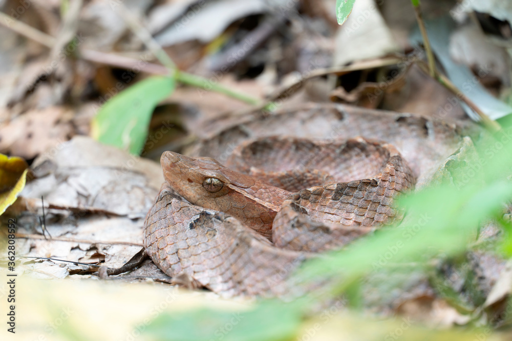 Fototapeta premium Malayan Pit Viper dangerous snake in Thailand and Southeast Asia. 
