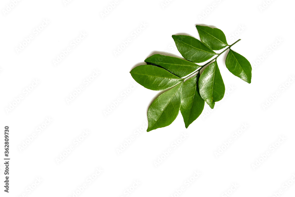 Fresh green leaves branch isolated on white background. Fresh green leaves branch isolated on white background.