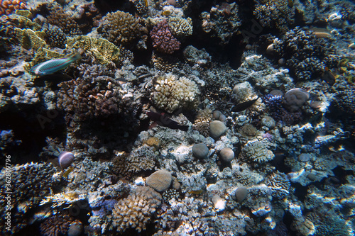 Fototapeta Naklejka Na Ścianę i Meble -  coral reef in Egypt, Makadi Bay