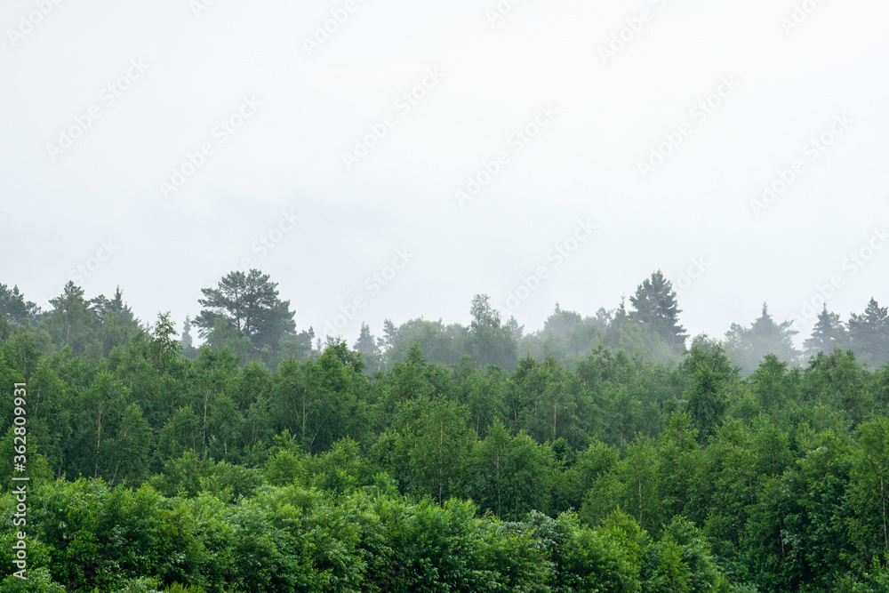 Forest during fog and cloudy rainy weather. Forest background and foggy weather