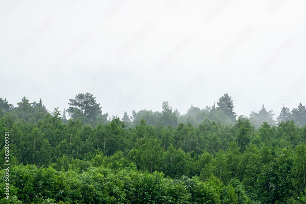 Forest during fog and cloudy rainy weather. Forest background and foggy weather Forest during fog and cloudy rainy weather. Forest background and foggy weather
