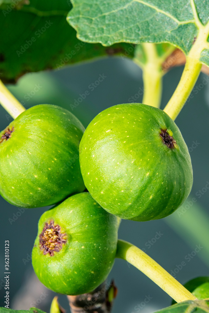 Three Unripe Fig fruit On The Tree Three Unripe Fig fruit On The Tree