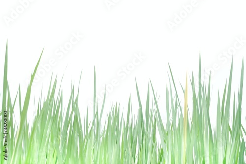 Softly style with blurry shade of a paddy field in a land on white isolated background for green foliage backdrop