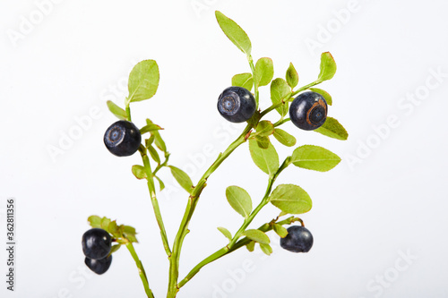 Twig of fresh blueberries on a white background