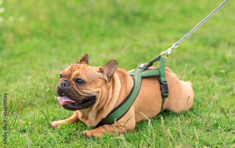 Photo of a French Bulldog in park