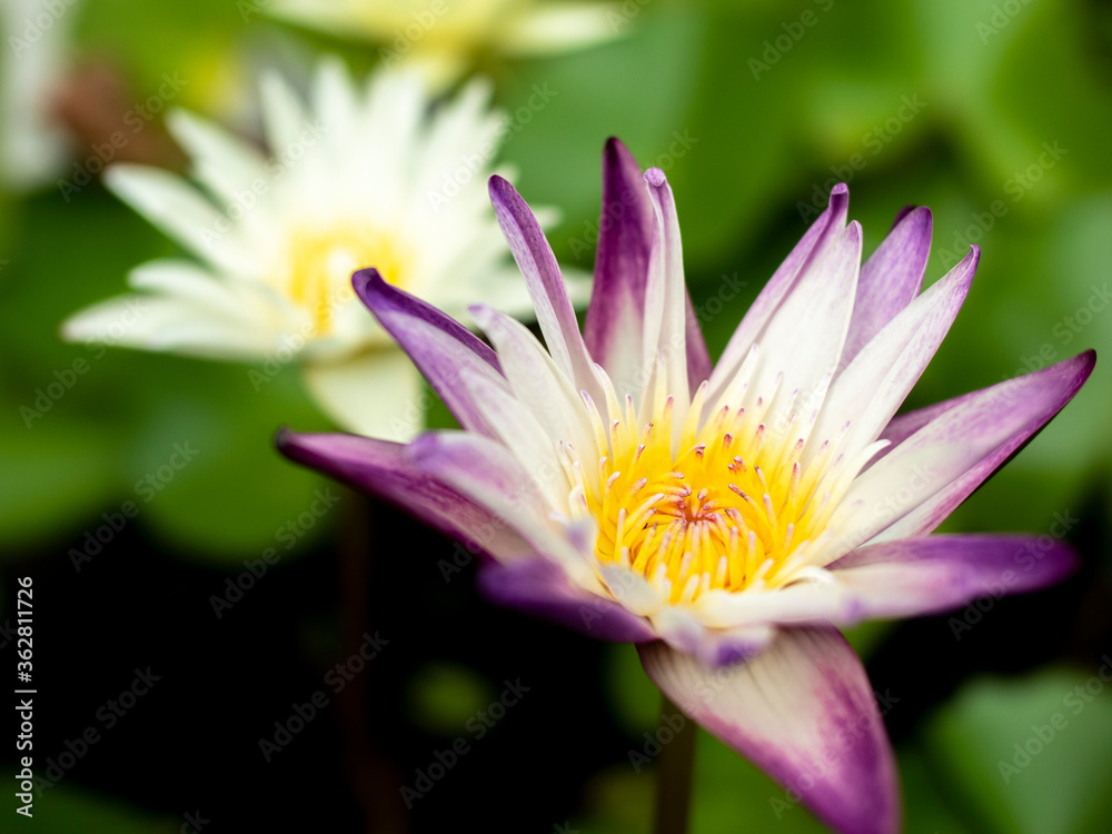 White purple lotus with shallow depth of field