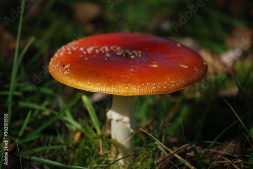 Red mushroom in the forest