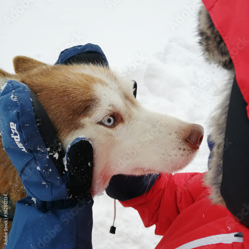 Husky i dziecko