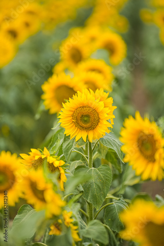 Detail view of a sunflower plant in a big field of sunflower