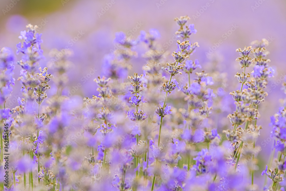 Close up view of a big field of lavander flowers with lovely colors Close up view of a big field of lavander flowers with lovely colors