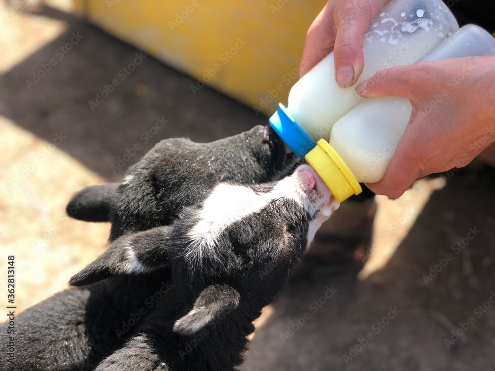 two lambs drink milk from baby bottles two lambs drink milk from baby bottles